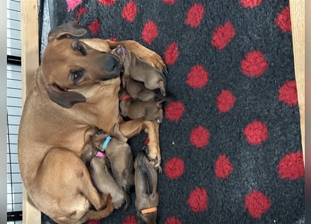 Rhodesien Ridgeback Welpen mit Papieren