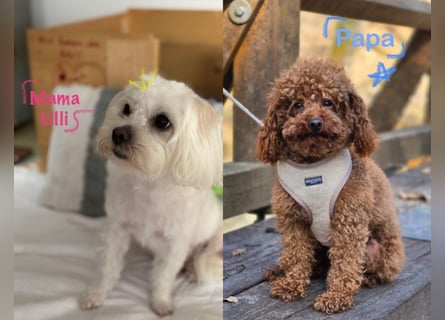 Maltipoo Welpen