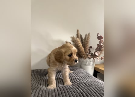 Cavapoo Welpen