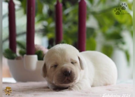 Labrador Welpen in hell gelb - die Buben