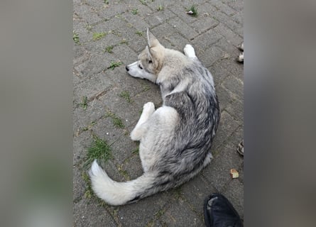 Akita - Husky Welpen