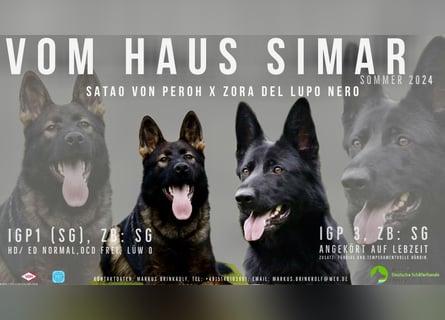 Welpen, Schäferhundwelpen vom Verein für deutsche Schäferhunde mit Papiere