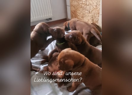 Rhodesian Ridgeback Welpen mit Papieren -Livernose-