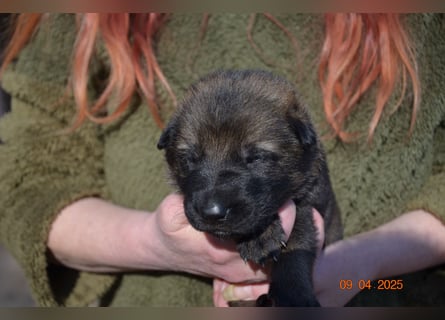 Dunkelgraue Schäferhunde aus Kör-u.Leistungzucht