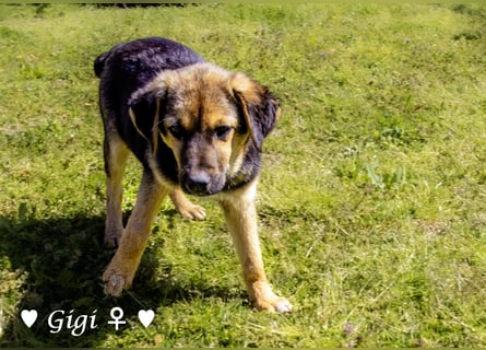 Gigi und Giselle suchen ein Zuhause
