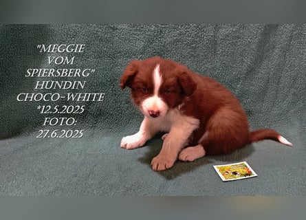 Border Collie-Welpen , black-,choco-,red-white und red-,black-merle