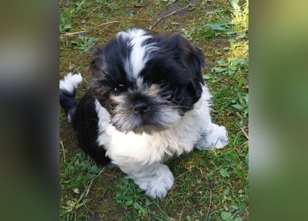 Reinrassige Shih Tzu  Welpen suchen ab 07.05. ein neues zu Hause