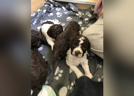 Lagotto Romagnolo / Wasserhund/ Trüffel Suchhund