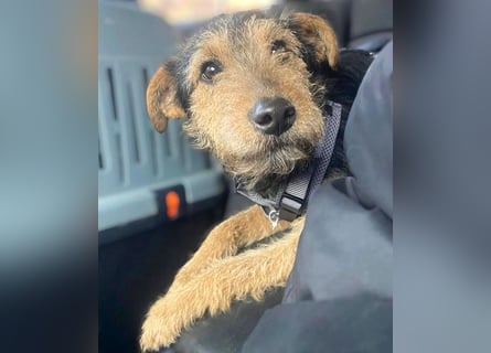 ❤️ superlieber PINO - 1 Jahr, 40cm/9kg - Foxterrier-Mischling
