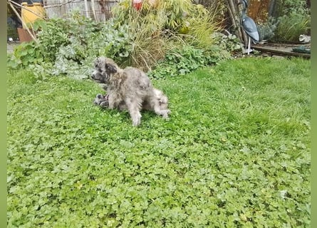 Welpen Hütehund Schäferhund Berger des Pyrenees