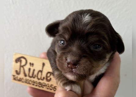 Chihuahua Welpen ab 22.08 abzugeben