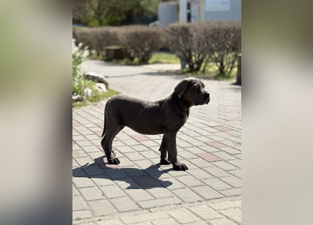 Cane Corso grau  welpen hündin Graue Hündin mit Züchtergarantie EUCH WCh-Linie zu verkaufen