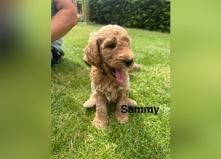 Aussiedoodle / Aussiepoo  F1b