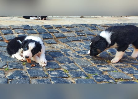 Border Collie welpen