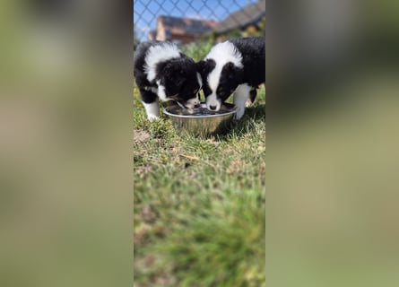 Australian Shepherd Welpen tricolor – Abgabe ab dem 28.05.2025