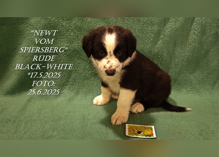 Border Collie-Welpen , black-,choco-,red-white und red-,black-merle