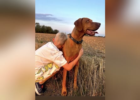 Magyar Vizsla Wurfankündigung
