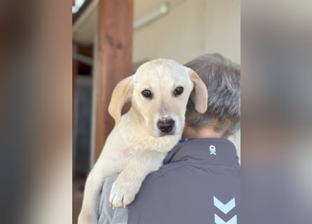 Diego: ein Labbi zum Verlieben