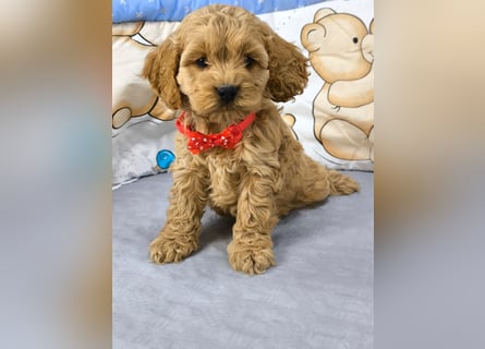 Schöne Cockapoo-Welpen