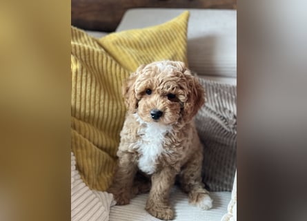 Bereits super erzogene Labradoodle Welpen -abgabebereit-
