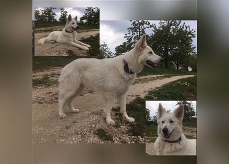 Weisse Schäferhunde Welpen