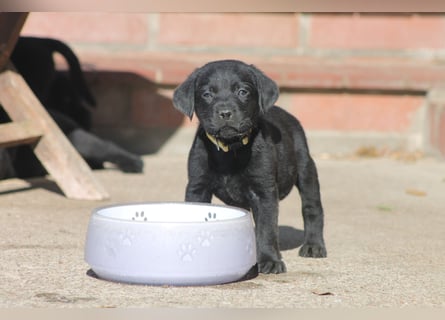 Labrador Welpen