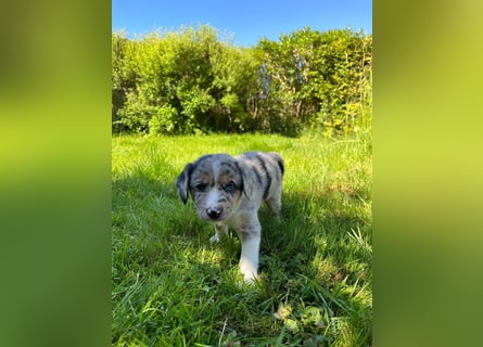 Wunderschöne Australien Shepherd Border Collie Welpen