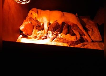 Labrador welpen in Tolle farben!