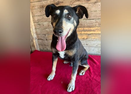 JANOSCH - traurige Geschichte - 13 Jahre, 45cm/15kg - Mischling