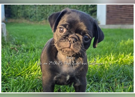 Mops Welpen