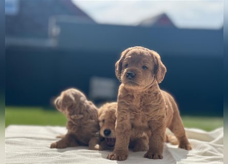 Labradoodle Welpen F2 Mini