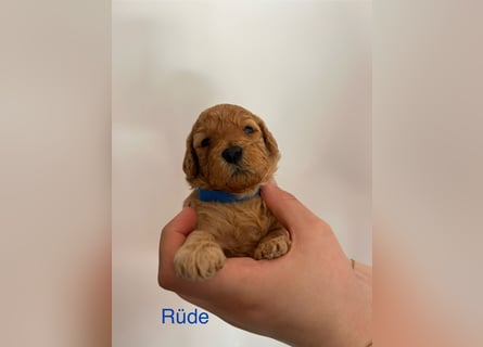 Wunderschöne reinrassige Toy- und Zwergpudelwelpen suchen ein liebevolles Zuhause