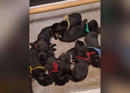 Riesenschnauzer schwarz Welpen des A-Wurf's am 02.07.25 gefallen