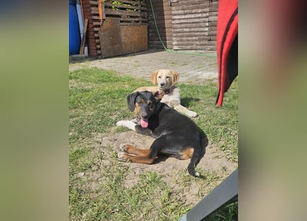 Kinderlieder  5 Monate junger Rüde