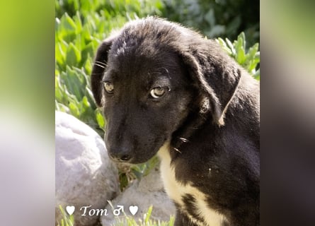 Teddy und seine Geschwister suchen ab September ein Zuhause