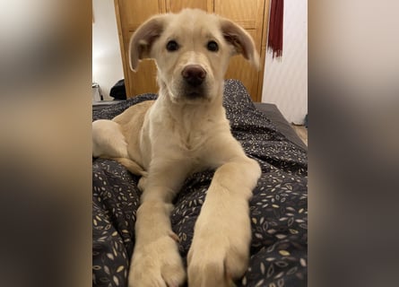 Hollybaby sucht Zuhause  ungeimpft