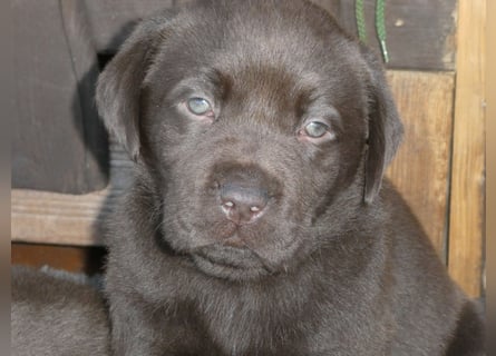 Labrador - Welpen
