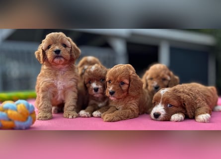 Exklusive Maltipoo Welpen im Red Apricot in Liebevolle Hände abzugeben Malteser/Pudel