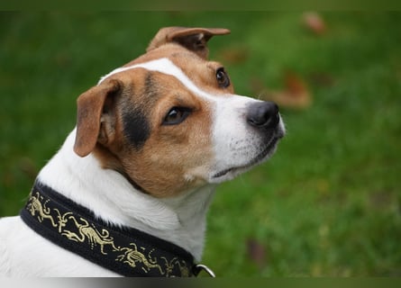 Dansk Svensk Gardhund,  Farmdog, Danky