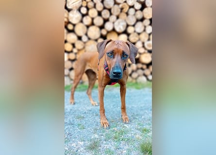 Rhodesian Ridgeback Welpen