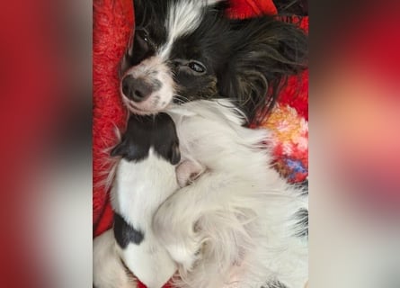 Reinrassige Papillon Welpen – Liebevoll in Familienhand aufgewachsen