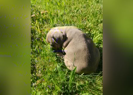 Reinsrassige französische Bulldogge Babys