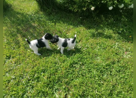 Foxterrier 
