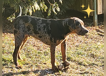 Louisiana Leopard - Catahoula