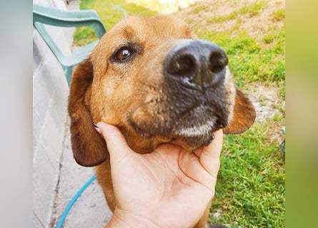 ❤️ wundervoller Familienhund ZUCO - 7 Jahre, 50cm - Mischling