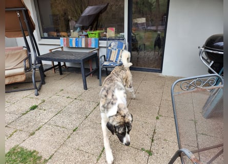 Transmontano  Herdenschutzhund / Wachhund