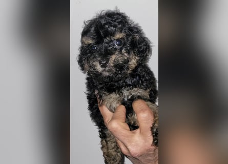 ZWERGPUDEL / TOY 2 männlich braun tan 1 schwarzes Mädchen 1 black tan Mädchen