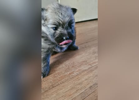 zuckersüße Pomeranianwelpe