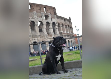 Cane Corso grau  welpen hündin Graue Hündin mit Züchtergarantie EUCH WCh-Linie zu verkaufen