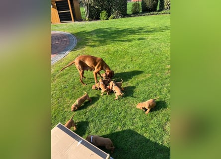 Mayar Vizsla Welpen